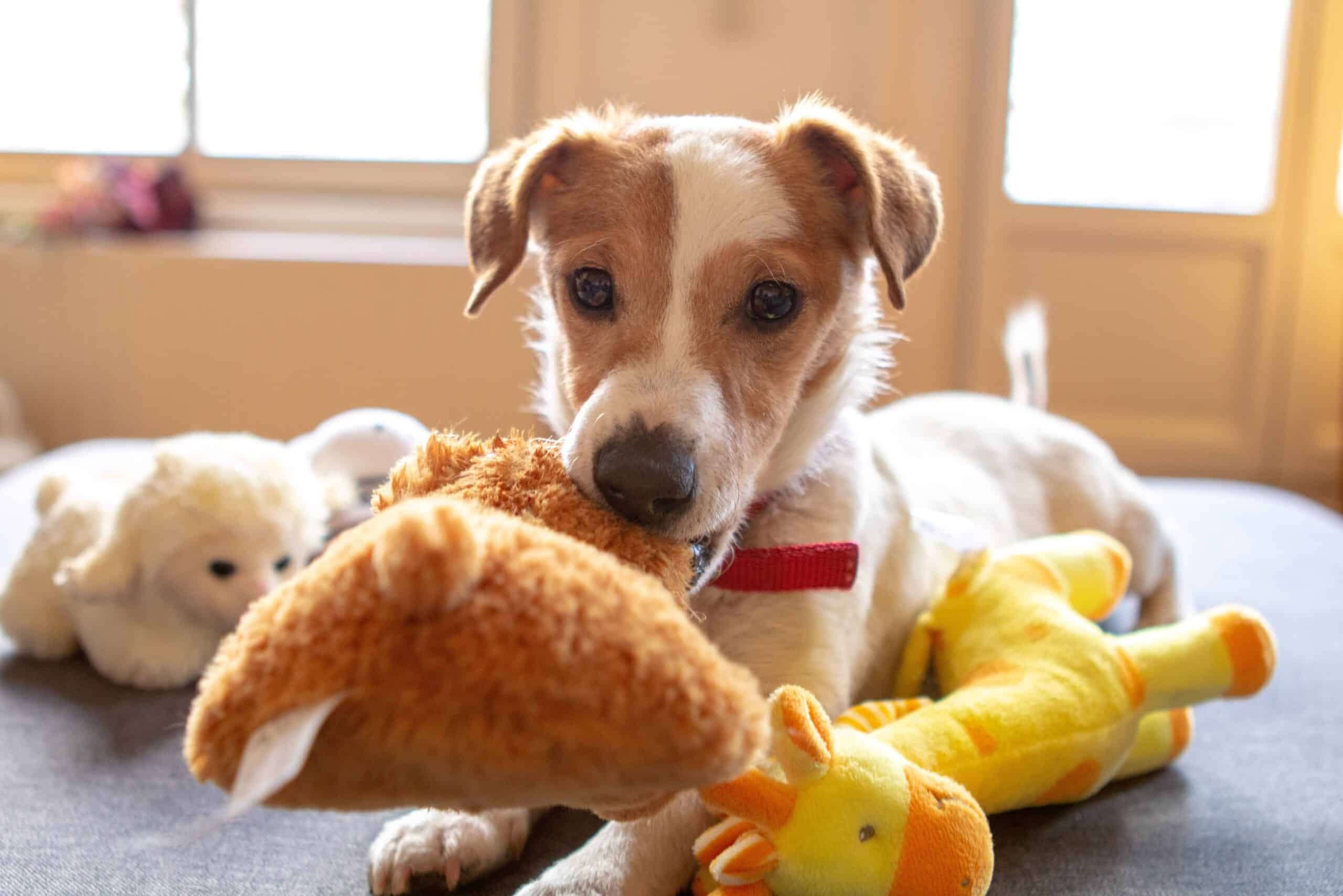 Dog Toys Keep Dogs Entertained Royalty-Free Images, Stock Photos