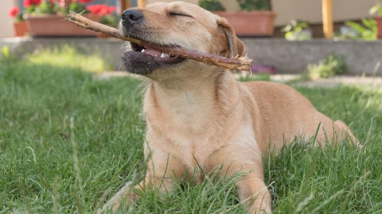 best chew toys for labs