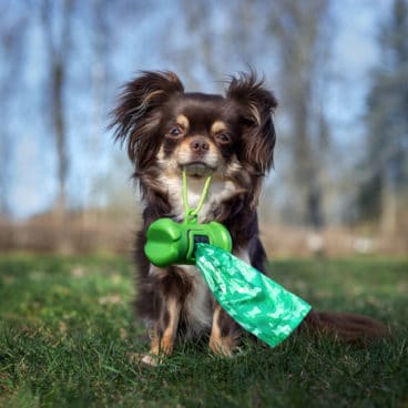 is coconut coir toxic to dogs