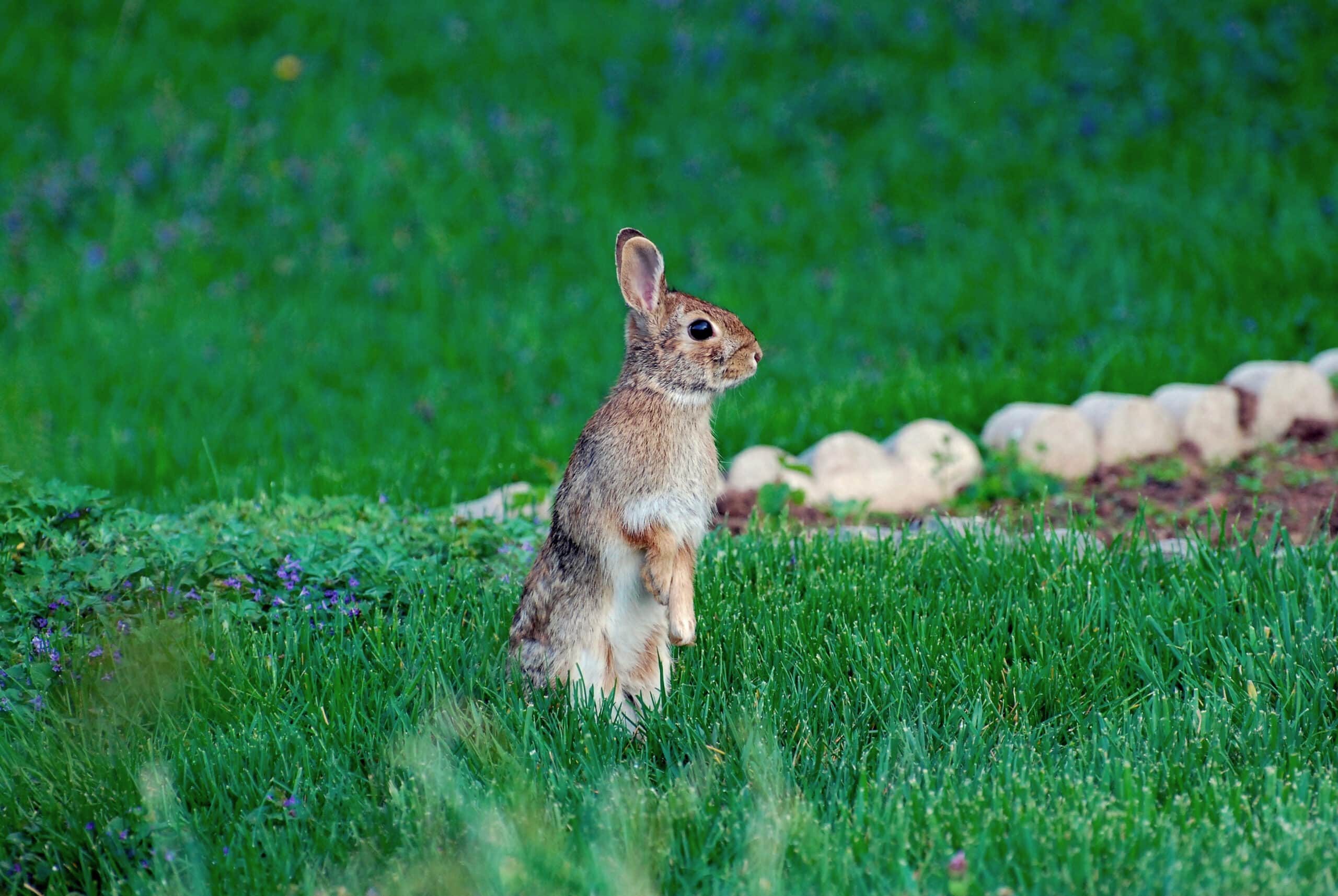 Why Wild Rabbits In Your Yard Is A Good Thing LeafScore